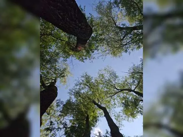 Princess-Dia – webcam model profile photo Image 11