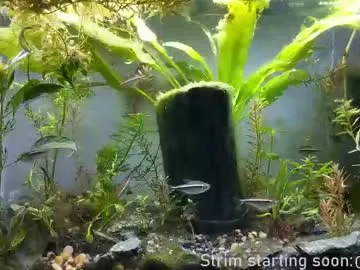 Chelsi16 – webcam model profile photo Image 17