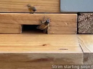 Chelsi16 – webcam model profile photo Image 18