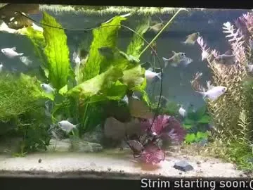 Chelsi16 – webcam model profile photo Image 2