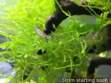 Chelsi16 – webcam model profile photo Image 4