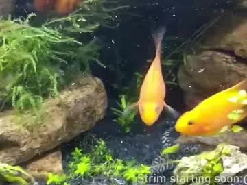 Chelsi16 – webcam model profile photo Image 6