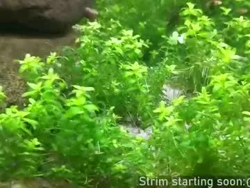 Chelsi16 – webcam model profile photo Image 8