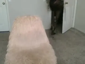 angelees_ – webcam model profile photo Image 17