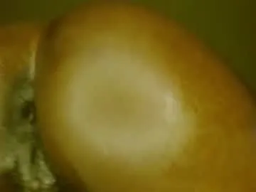 Kotofeyka1 – webcam model profile photo Image 3